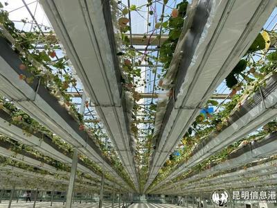 呈貢寶珠梨、繡球花、草莓等農特產品亮相2023全國&ldquo;土特產&rdquo;集中推薦活動現(xiàn)場