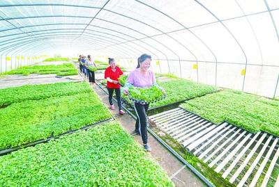 擔當作為 實干苦干 在開新局中打造鄉村振興新標桿